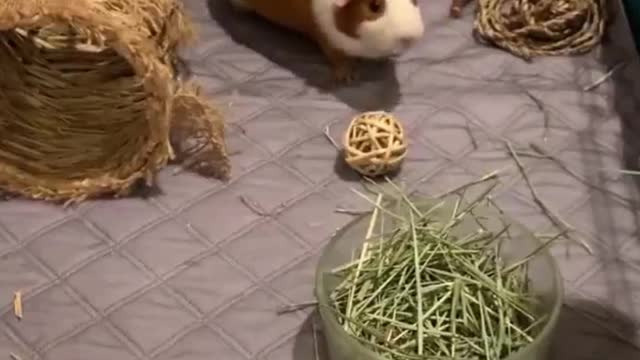 Foodie guinea pig lose weight