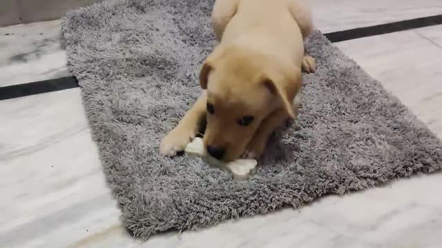 Cute Puppy HAZEL Chewing her bone