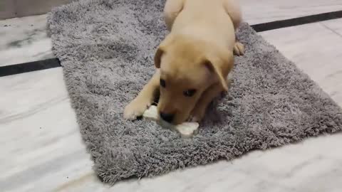 Cute Puppy HAZEL Chewing her bone