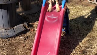 Buck on Slide