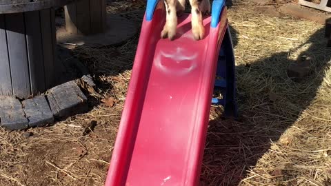 Buck on Slide