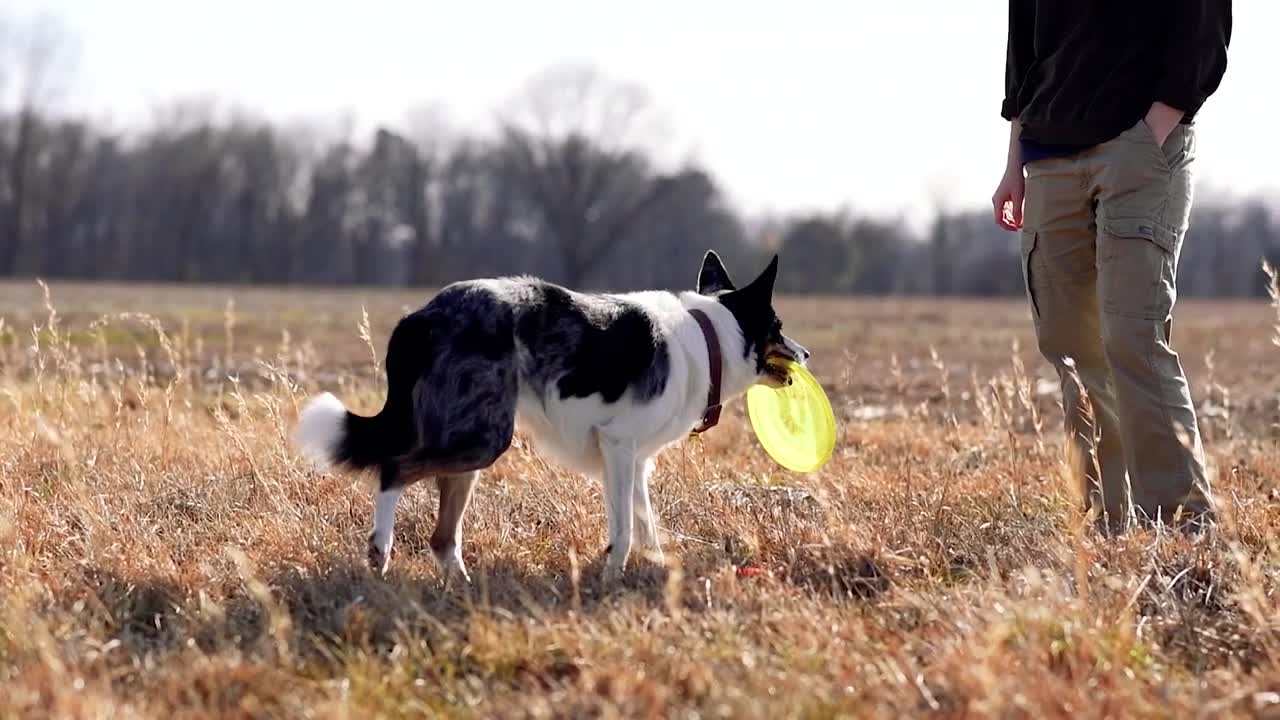 Smart animal, funny animals, smart dog, funny dog🐶 The Smart Dog 🐕 Talented Dog 😎 Well Trained