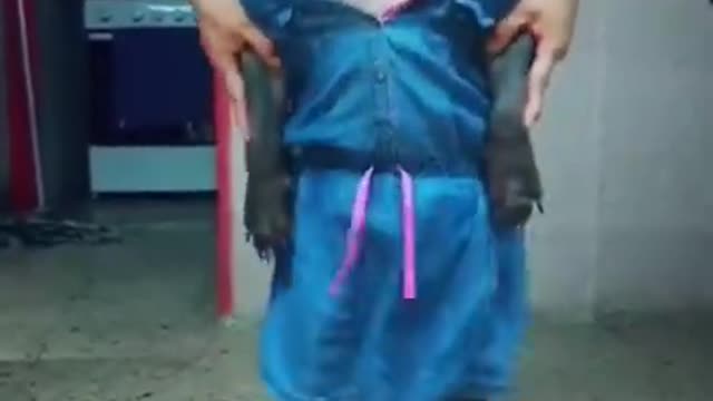 Funniest🐶Dogs Awesome Fanny pet Animals videos😇