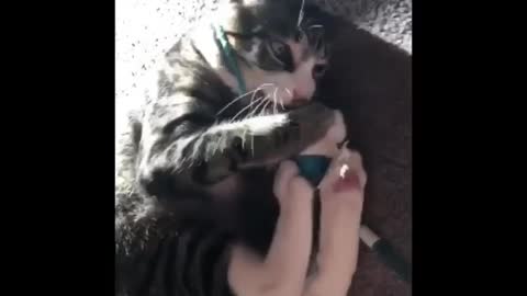 Cat Fighting Hard with her Toy