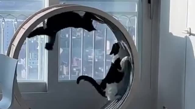 Funny Cat Videos - Cute Cat Videos - Cute Animals - Funny Cats