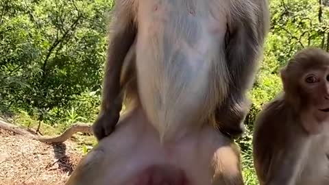 Cute Monkey China & Funny Love monkey| Animals Love