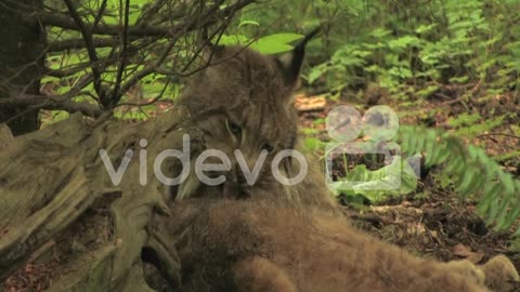 A bobcat licks itself in a forest.