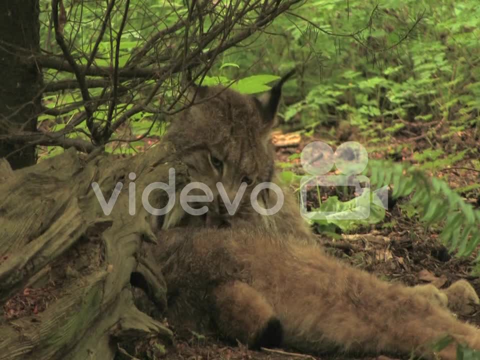 A bobcat licks itself in a forest.