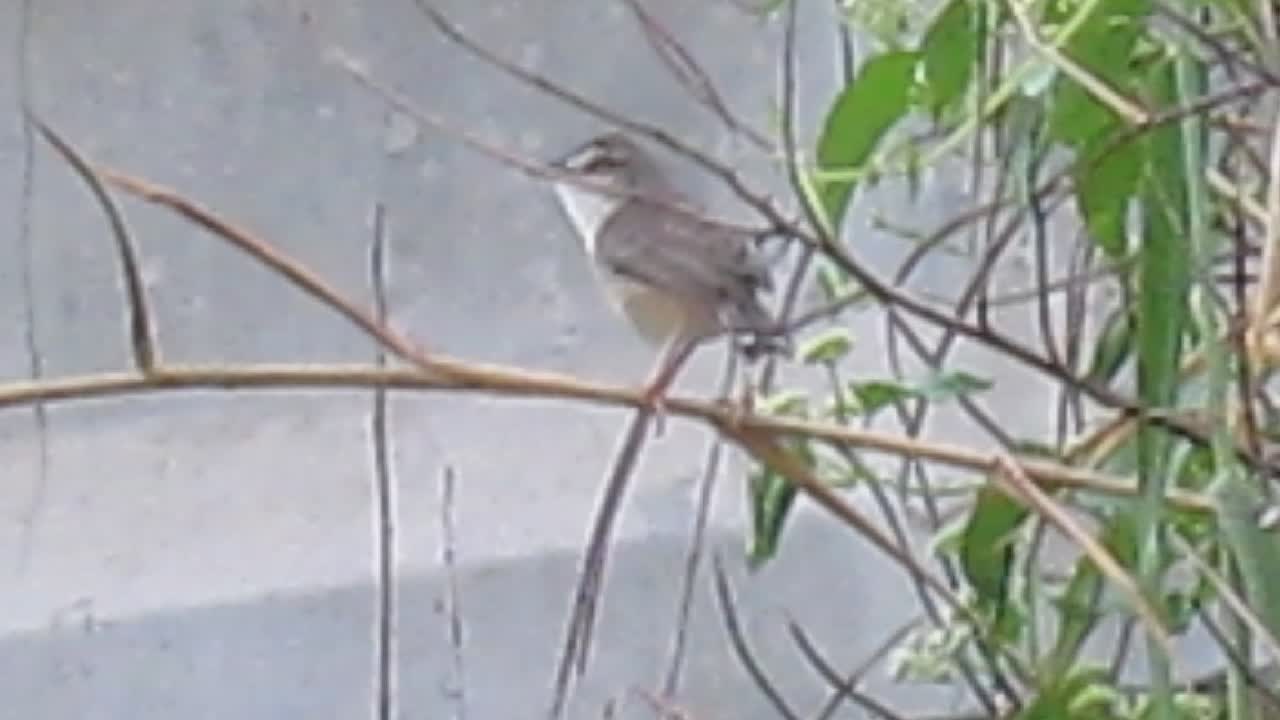 Bird - Common Woodshrike