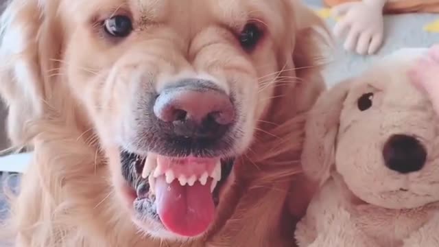 Funny moment of animals
