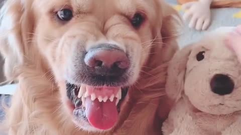 Funny moment of animals