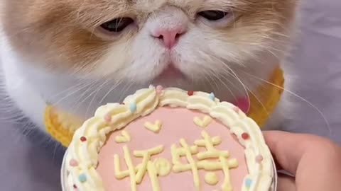 Cute Cat is eating!