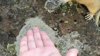 Wild Chipmunk Eats Food From Hand