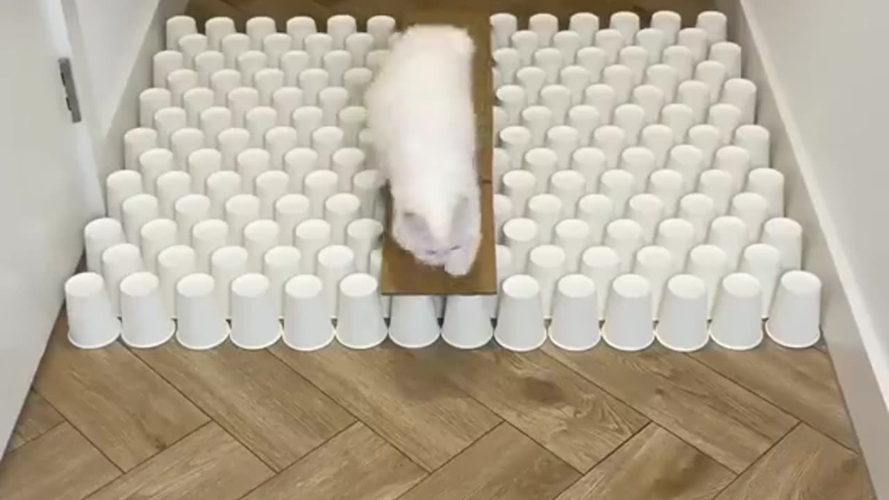 Cat overcomes obstacles