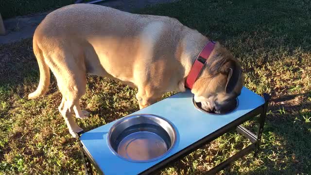 Labrador Retriever Eating Granule From Metal Bowl At Home