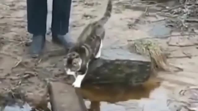 funny animals | try not to laugh | funny videos animals8