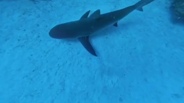 Camera dangled overboard in shark infested waters records beautiful