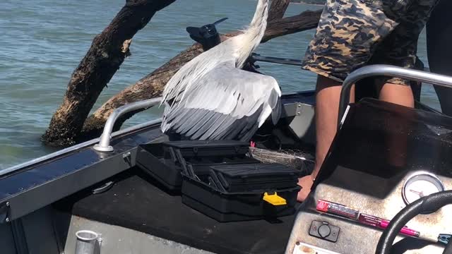 Rescuing a Heron Hanging From a Tree