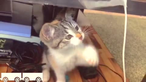 Best Cat videos cat funny videos.