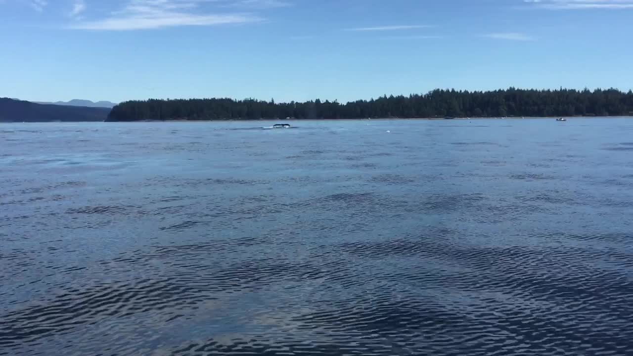 Check Out This Double Humpback Whale Breach Off British Columbia Coast