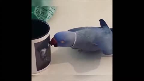 Funny parrot