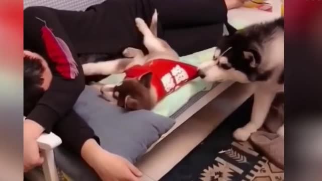 Funny dog want to sleep beside its owner