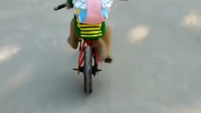 Monkey riding a bicycle