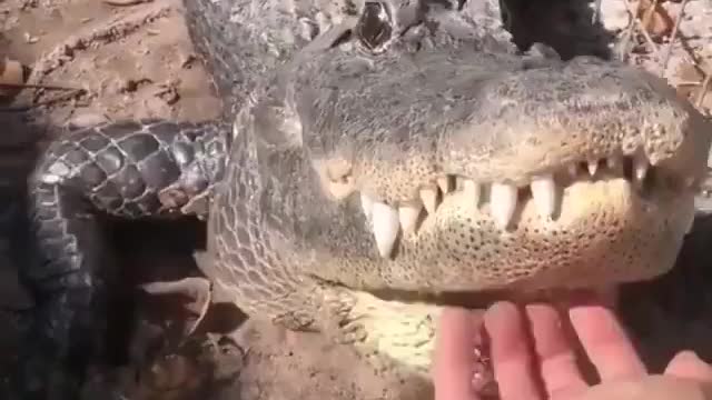 Would you dare to get your hands on this alligator?