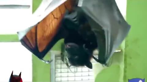 MANBATS~HUMAN SIZED BATS HAVE BEEN FOUND IN THE PHILIPPINENS