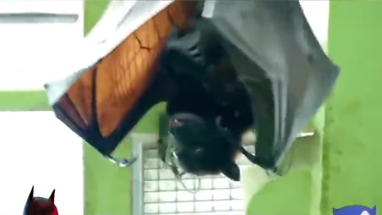 MANBATS~HUMAN SIZED BATS HAVE BEEN FOUND IN THE PHILIPPINENS