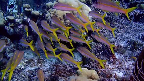 Yellow Goat Fish School @ Bonaire N.A. - October 2019