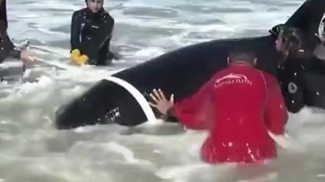 Group Of People Help A Beached Orca Whale Get Back Into The Ocean