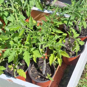 Hot peppers and tomato plants!