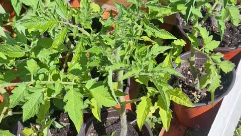 Hot peppers and tomato plants!