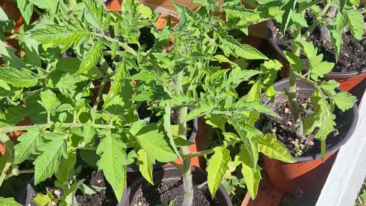 Hot peppers and tomato plants!