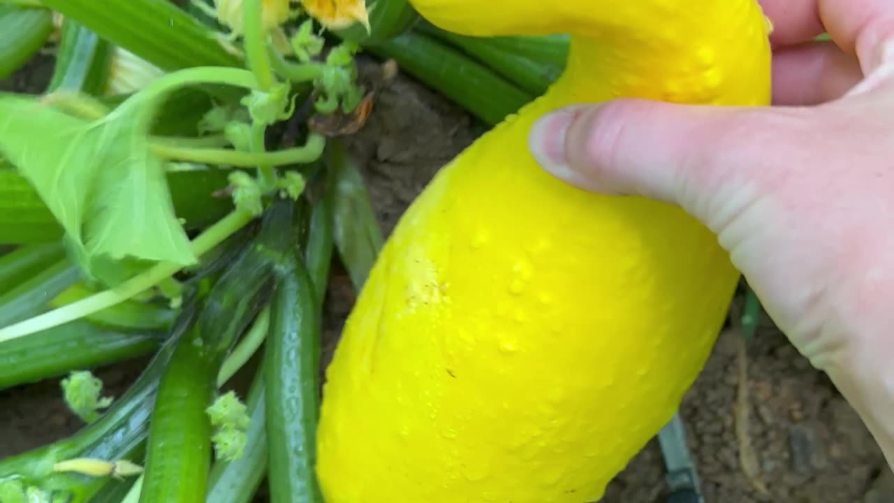 Harvesting veggies in this years garden