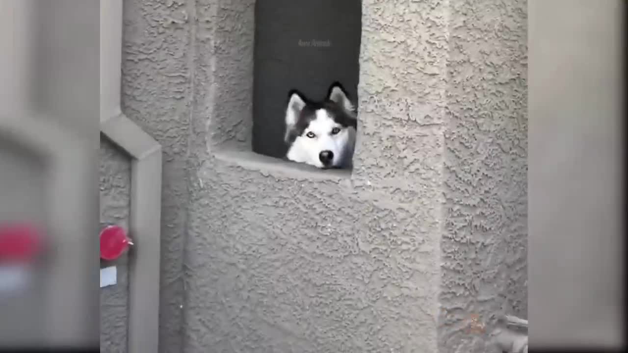 y Dogs - Cute and Funny Dog Videos Compilation #29 _ Aww Animals