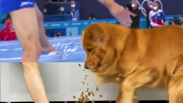 Golden retriever : Step on my dog food 😡Pooh! Nothing