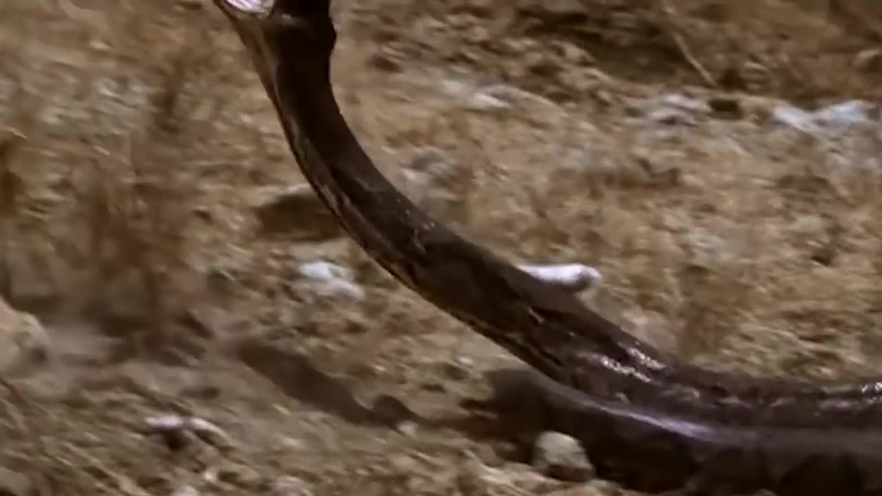 Battles The Most Classic Fight 2021