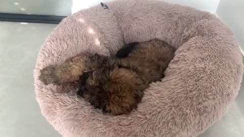 Cute Puppy in his bed