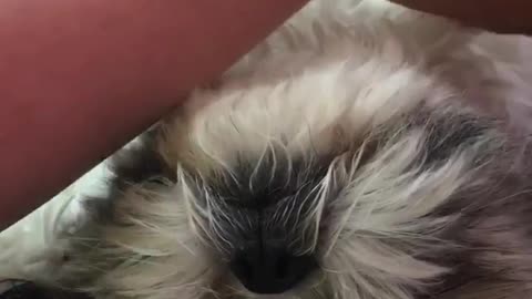 Sleepy dog at the groomer