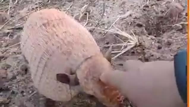 little armadillo,tatuzinho,animals, animais