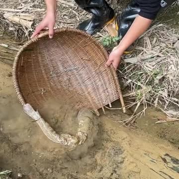 Man tries to catch big looking fish from the mud.