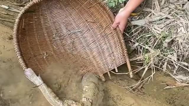 Man tries to catch big looking fish from the mud.