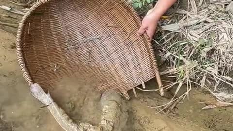 Man tries to catch big looking fish from the mud.