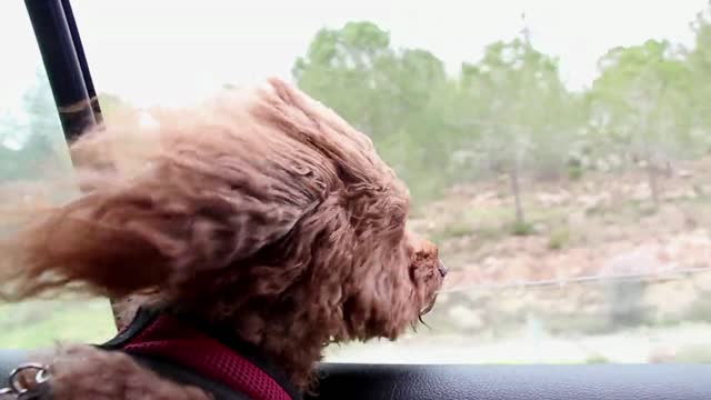 Funny Dog In Car Facing The Winds