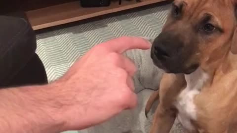 Brown puppy trying to bite owners finger pointing at it