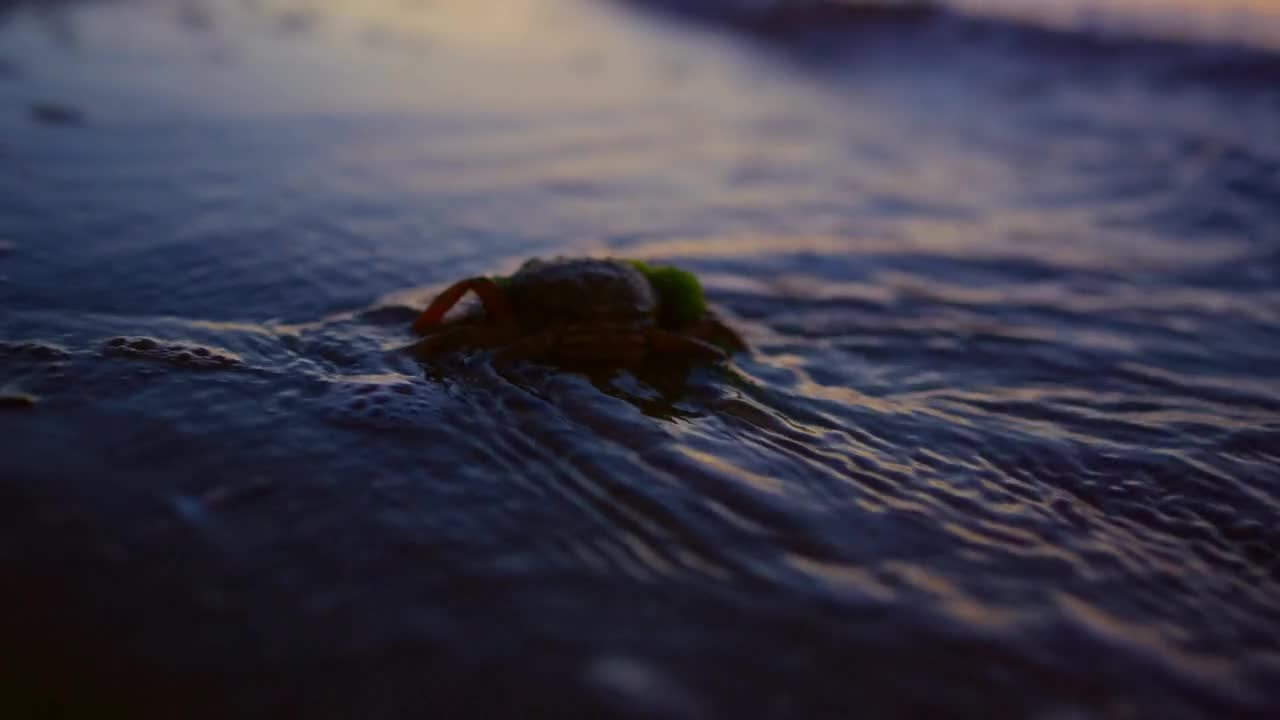 Closeup crab walking seashore in morning sunrise