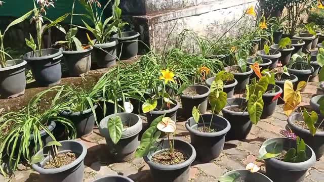 Orchid garden in ooty