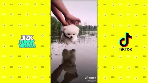 Cute dogs having fun ❤❤ funny 😂